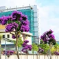 Bằng lăng tím phủ kín các tuyến đường Vĩnh Long thu hút nhiều người check-in