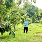 Độc đáo những vườn xoài trên núi ở Hòn Đất (An Giang)